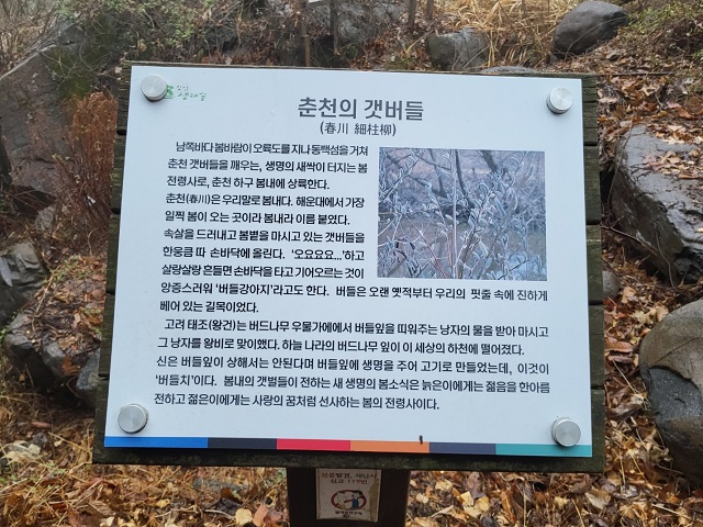 춘천의 갯버들 안내표지판